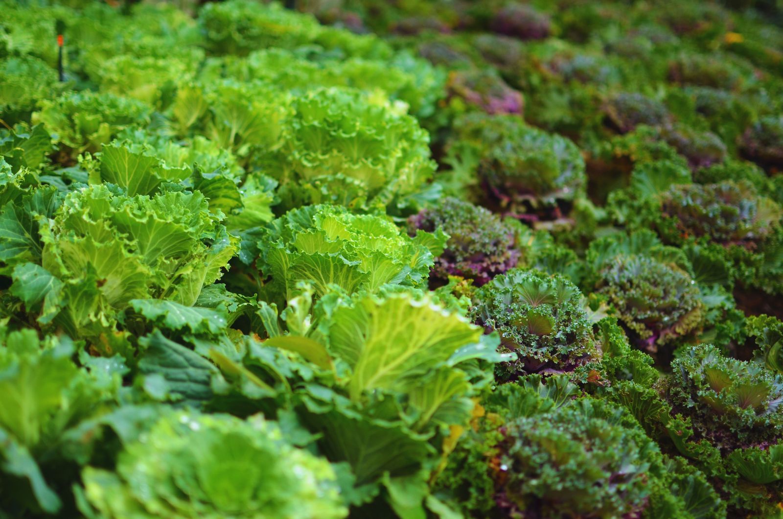 Acetamipryd pozostałości – nowe normy