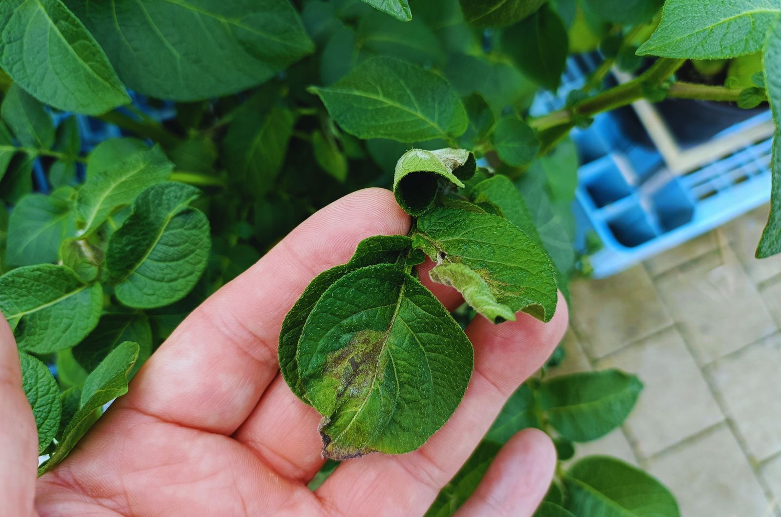 Alternarioza ziemniaka i zaraza ziemniaka — jak rozpoznawać i zwalczać?
