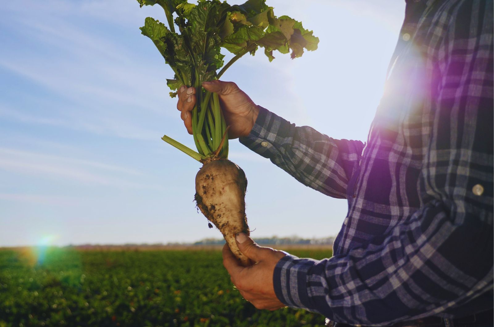 Choroby buraka cukrowego — jakie występują i jak chronić buraka przed nimi?