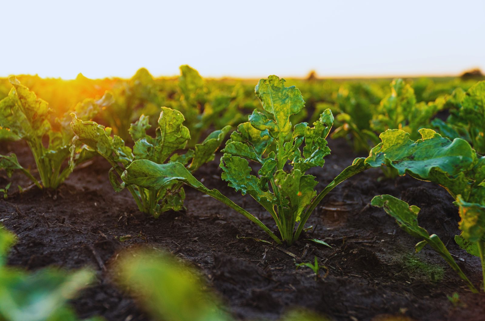 Chwasty w burakach cukrowych i ćwikłowych