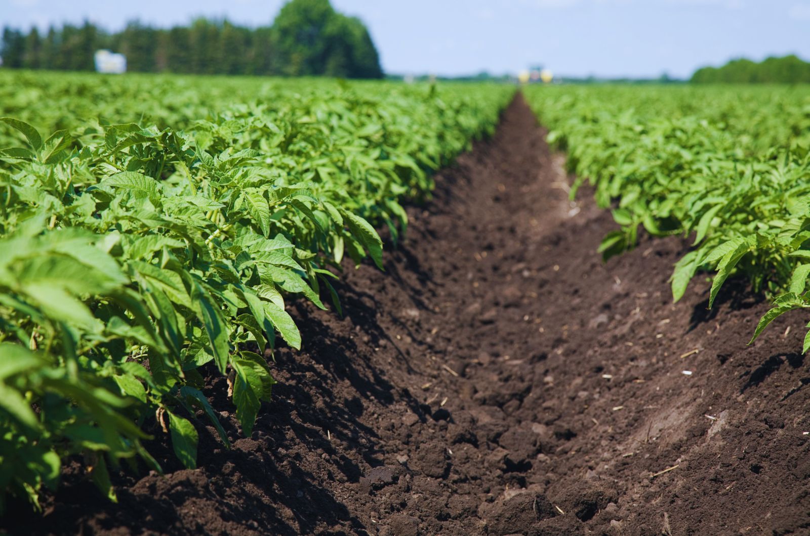 Chwasty w ziemniakach - jaki herbicyd na ziemniaki?