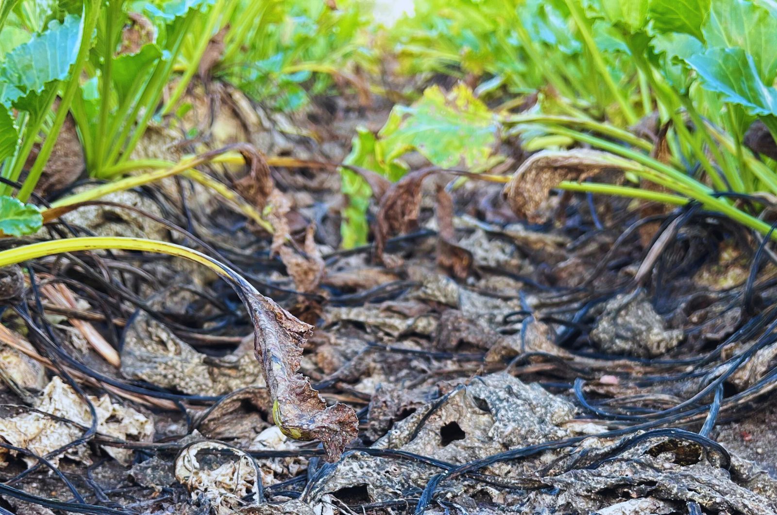 Biseksual jinsiy aloqa video Tailand jinsiy aloqa oldingi mavzu