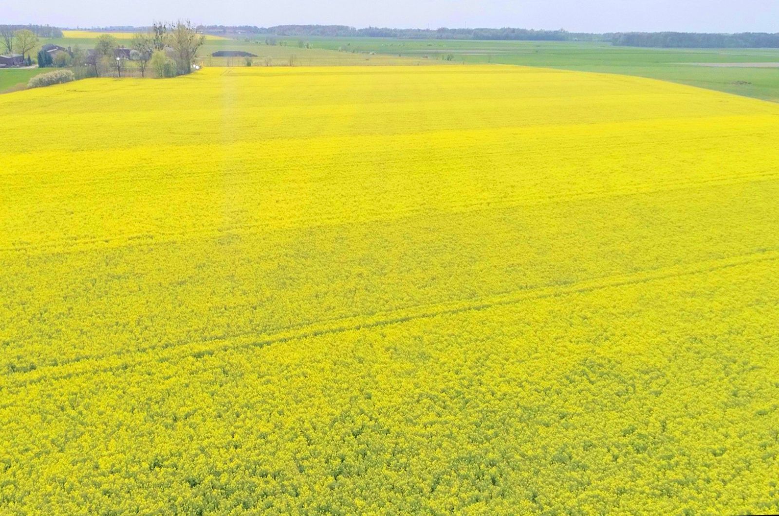 Czy warto postawić na więcej niż jedną odmianę rzepaku - plantacja rzepaku ozimego