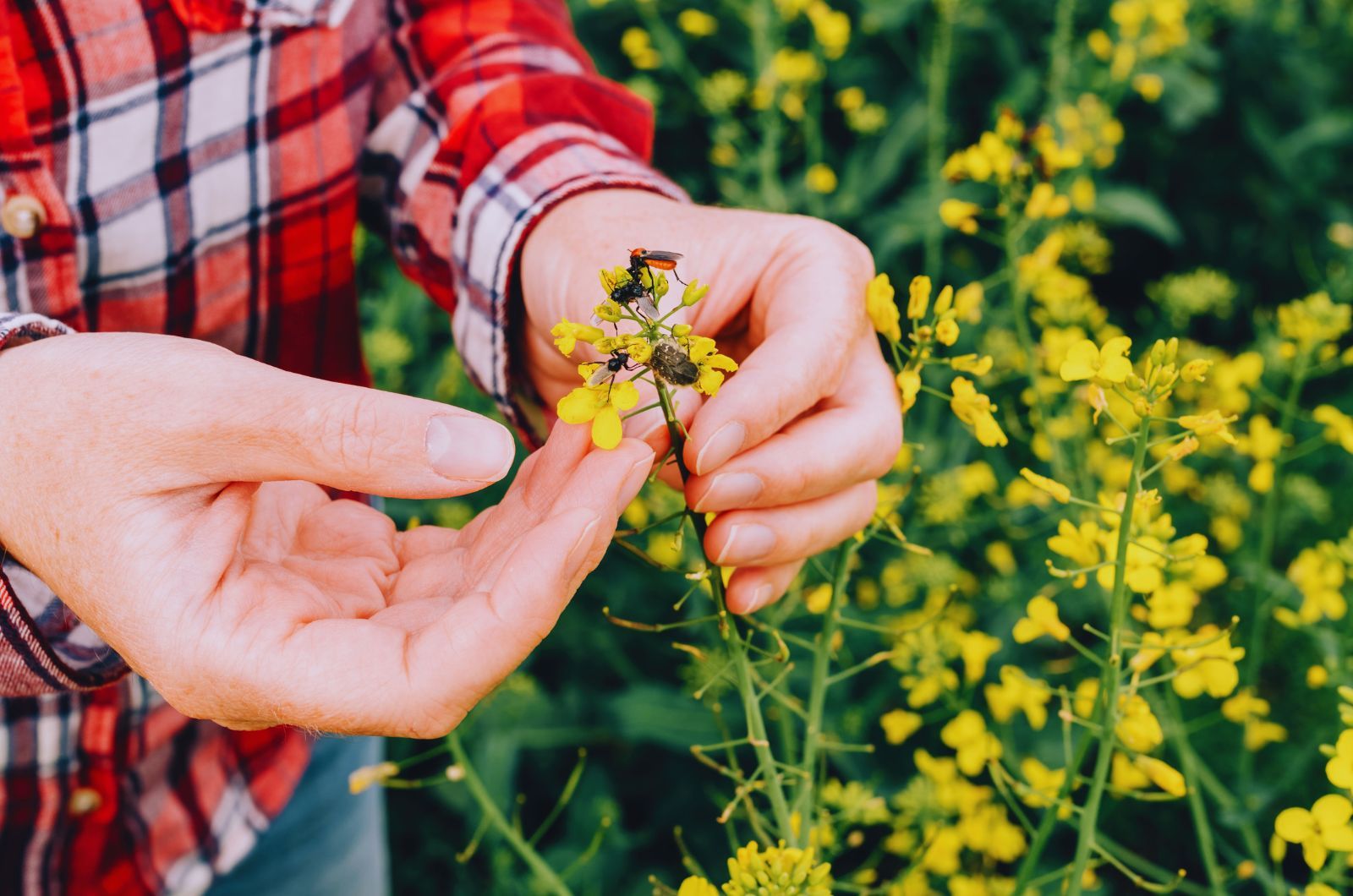 Insektycydy na rzepak — czym zwalczać szkodniki w rzepaku? 
