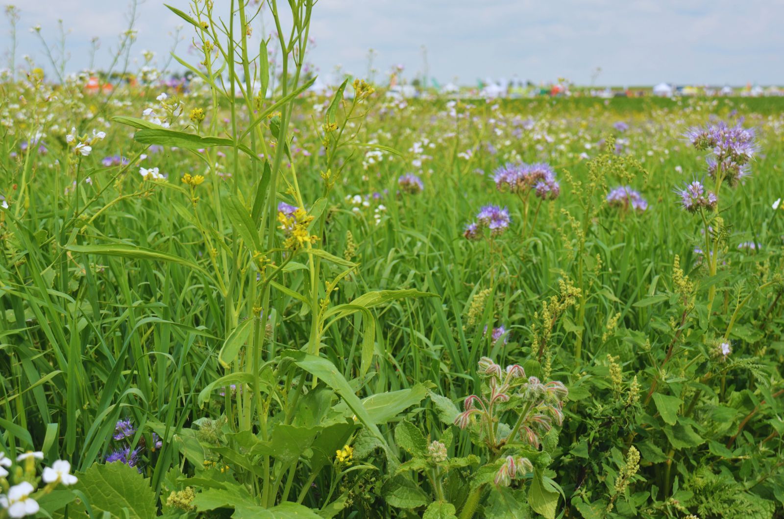 Dlaczego warto uprawiać międzyplony?