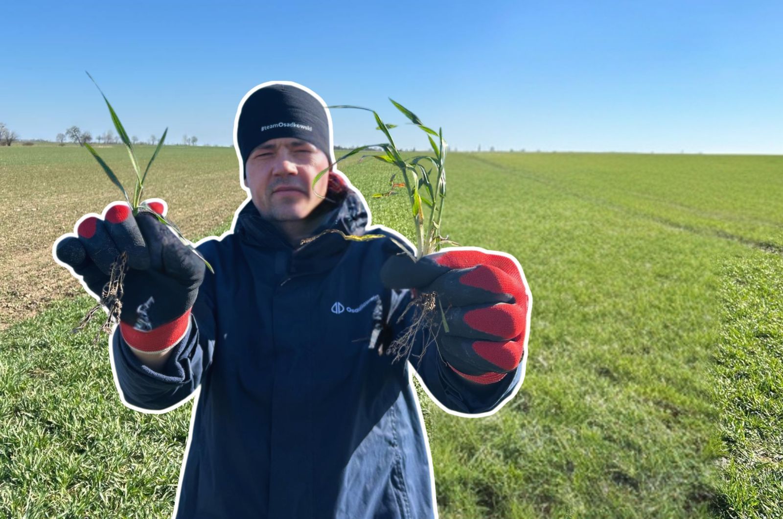Druga dawka azotu w pszenicy - termin, forma i ilość nawozu