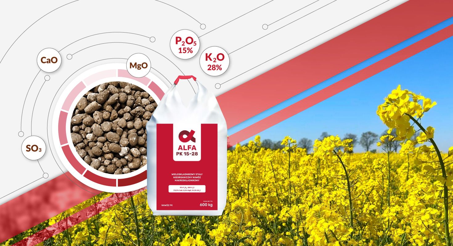 ALFA PK 15-28 – mocna podstawa pod przyszły plon