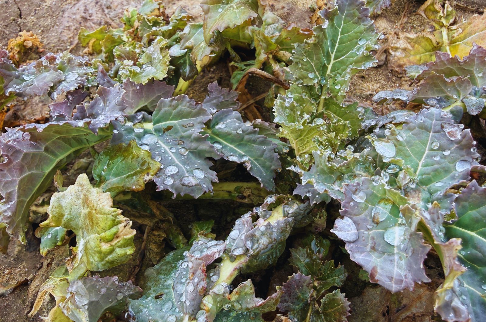 Zdjęcie plantacji rzepaku - ile azotu na rzepak należy aplikować wiosną
