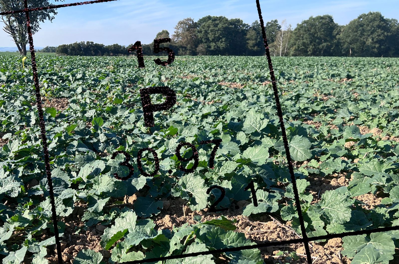 Ile fosforu pod rzepak?