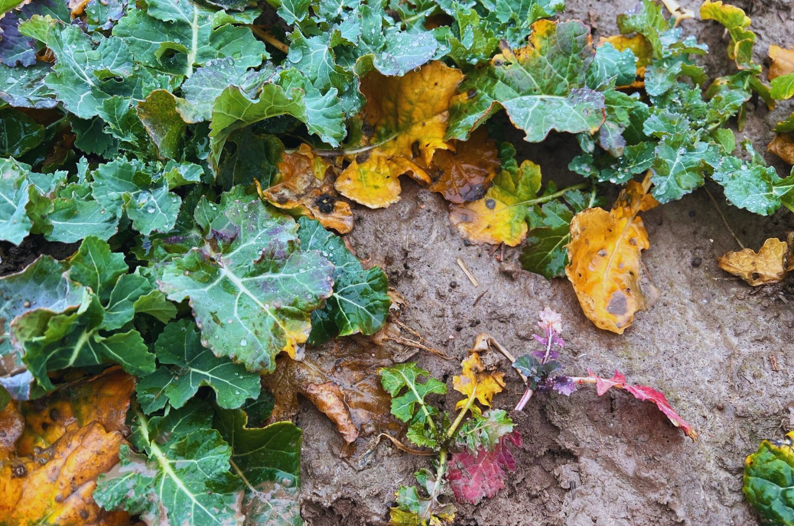 Jak zwalczać śmietkę kapuścianą w rzepaku?