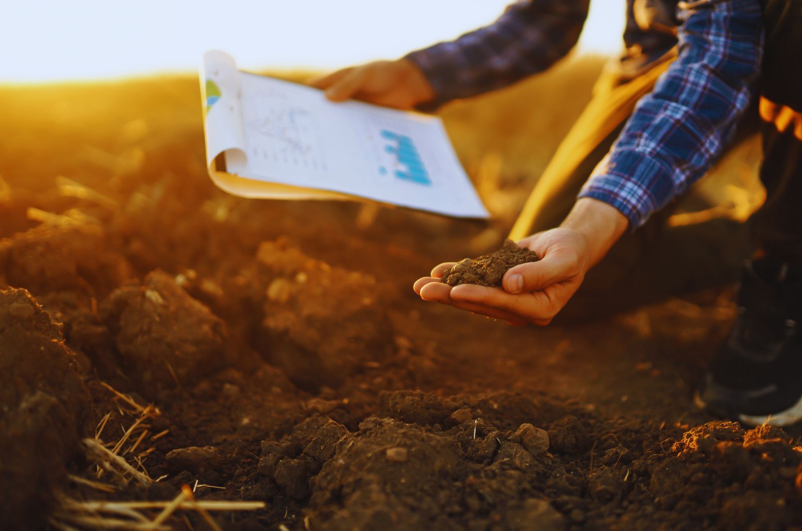 Jaki nawóz pod rzepak? Strategia nawożenia