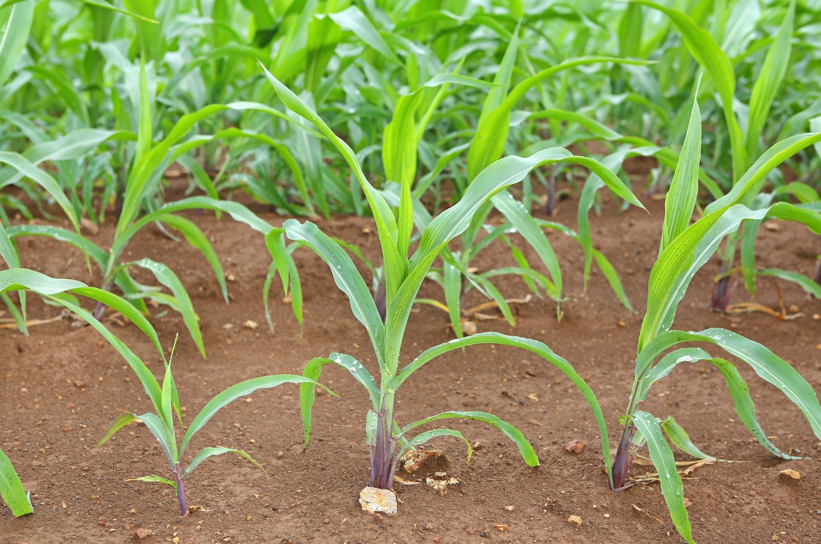 Uprawa kukurydzy - jaki środek na chwasty?