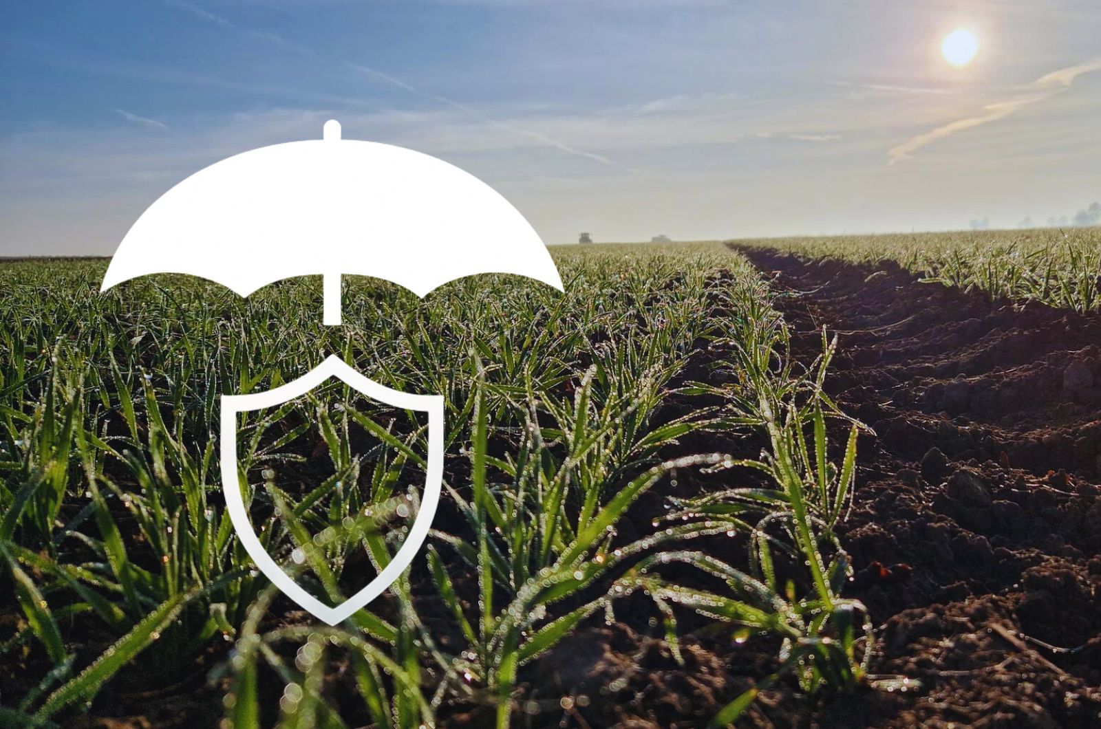  Ruszył jesienny sezon ubezpieczeń upraw