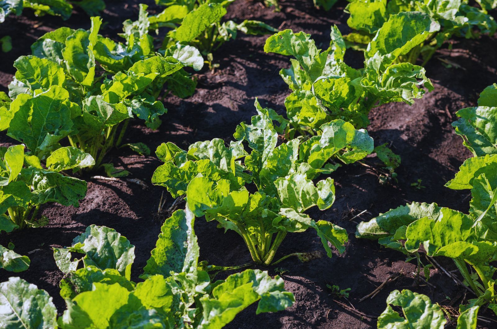 Kiedy rozpocząć siew buraka cukrowego?