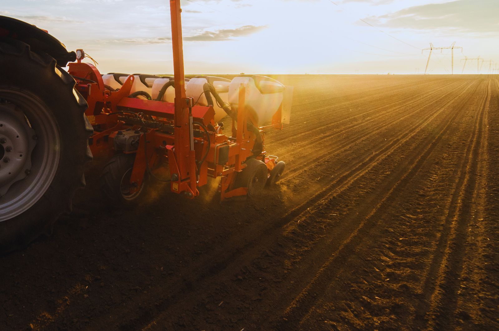 Kiedy siać kukurydzę?