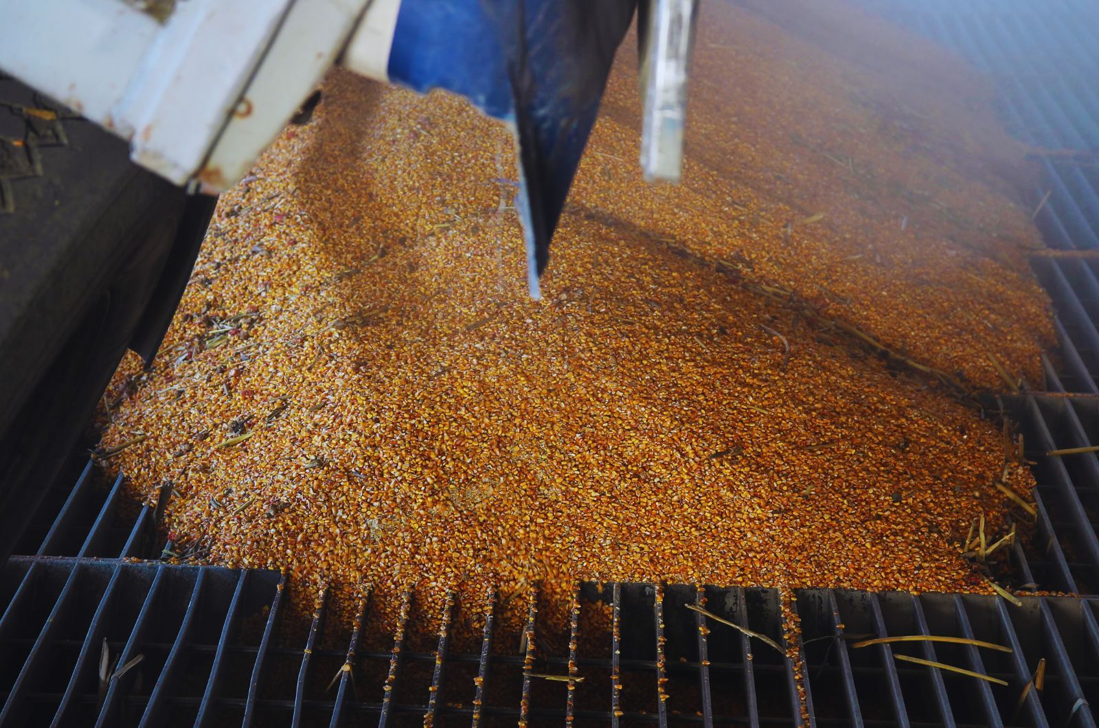 Obfite zbiory a magazynowy impas - sierpień 2025