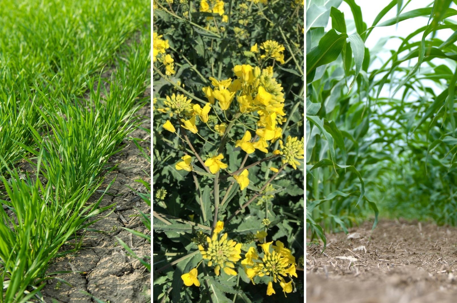 Zdjęcia plantacji zboża, rzepaku, kukurydzy