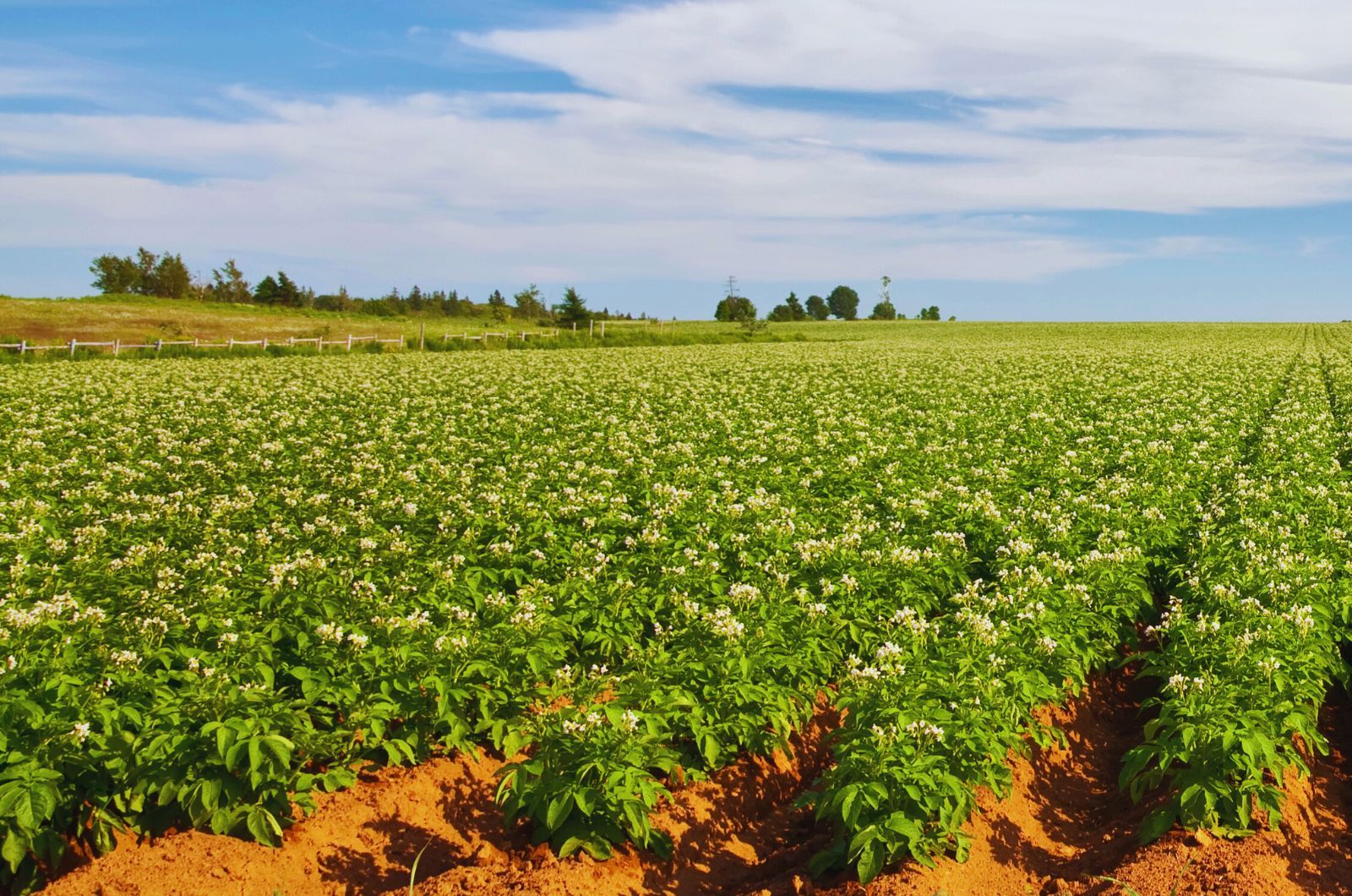 Odżywki na ziemniaki w czasie tuberyzacji