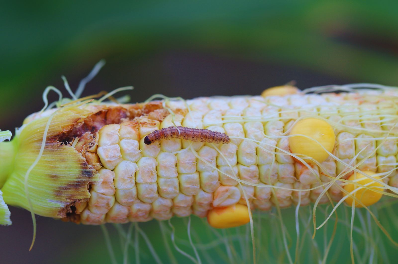 Omacnica prosowianka coraz większym zagrożeniem dla upraw kukurydzy