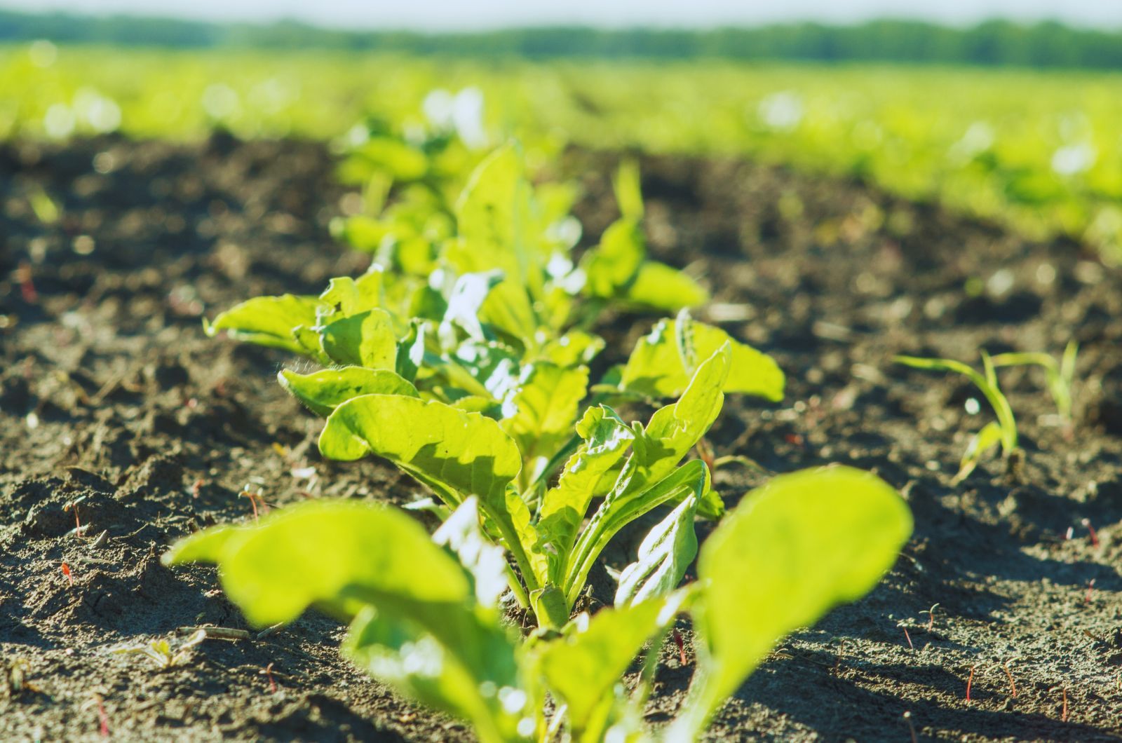 Oprysk na chwasty jednoliścienne w burakach — kiedy wykonać zwalczanie chwastów?