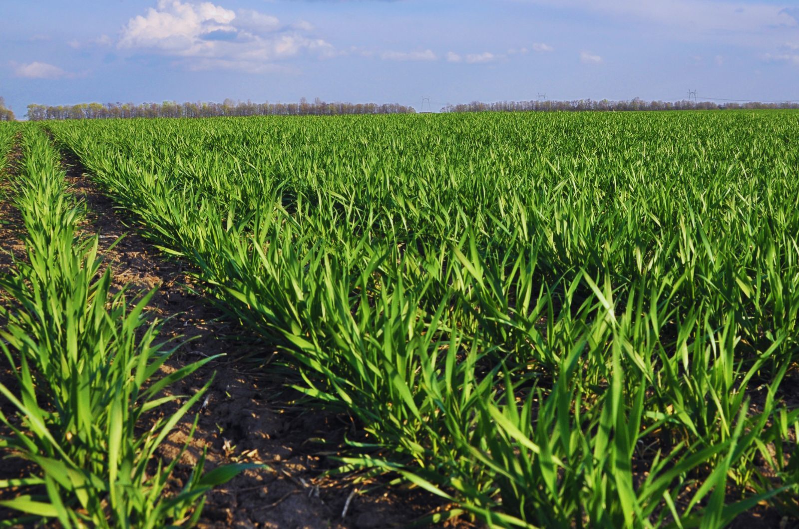 Oprysk na chwasty w pszenicy ozimej wiosną — kiedy i jakim herbicydem w zbożach ozimych?