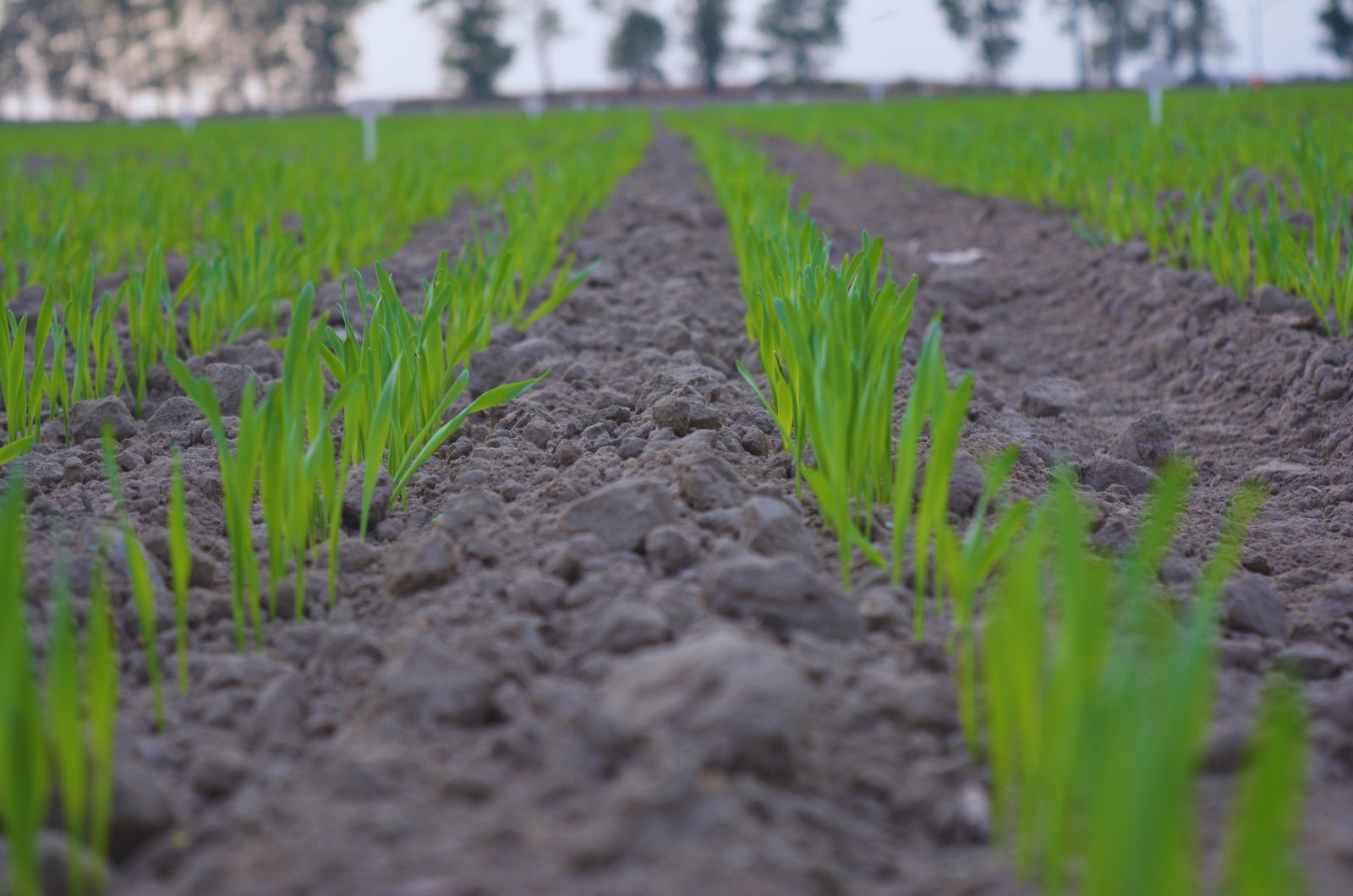 Oprysk na chwasty w zbożach ozimych