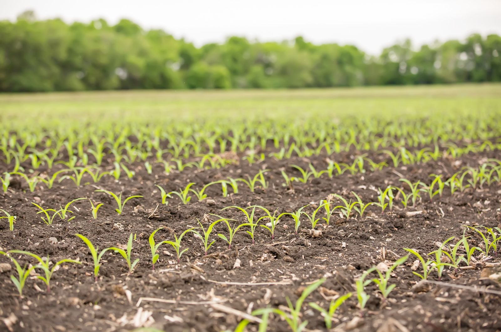Oprysk na kukurydze przedwschodowo - plantacja wiosną