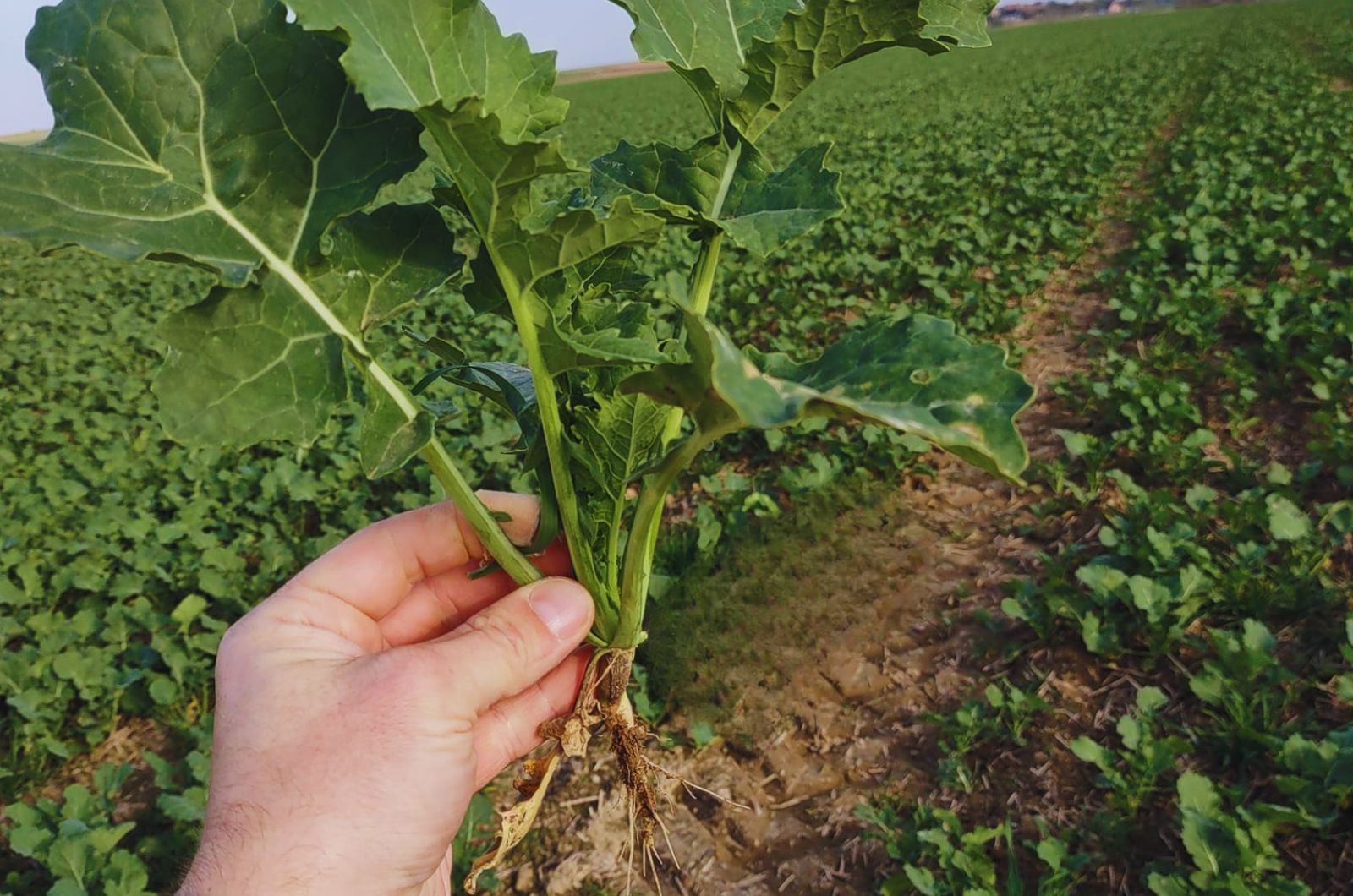 Pakiety nasion z ochroną przed szkodnikami