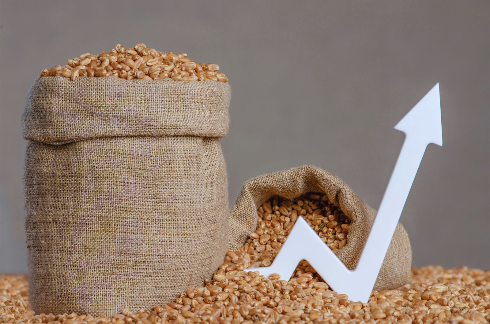 Parametry zbóż – jakie są parametry ziarna i dlaczego są ważne przy skupie?