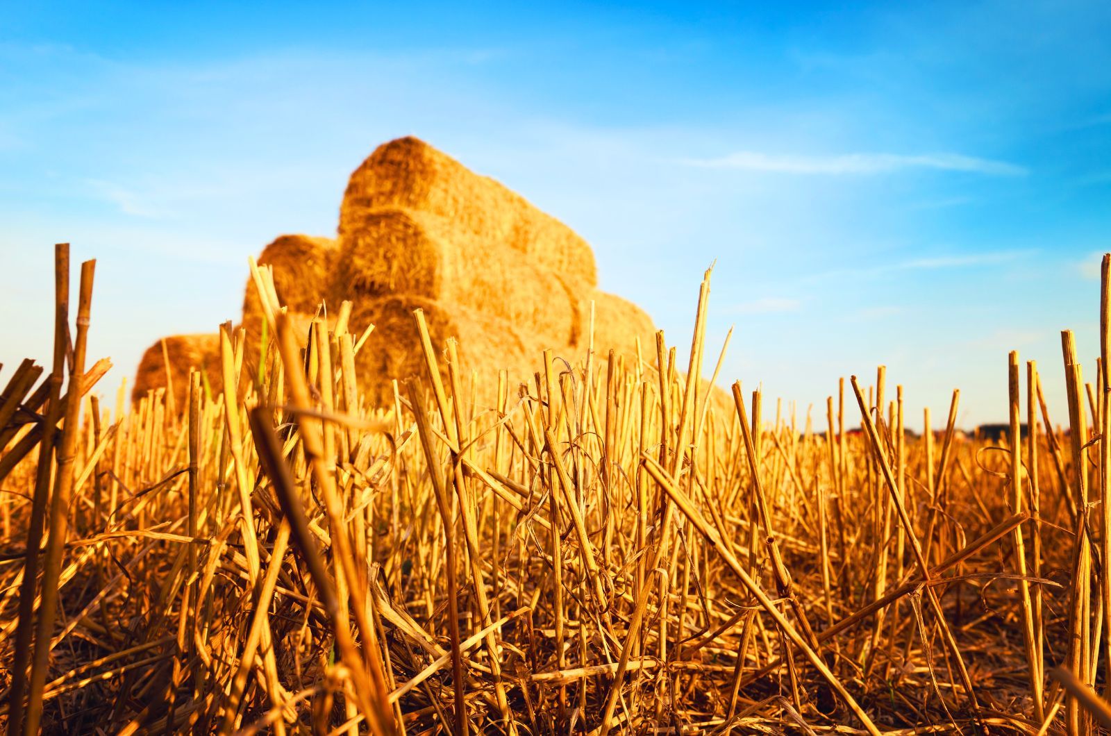 Produkt na ściernisko - jak przyspieszyć rozkład słomy?