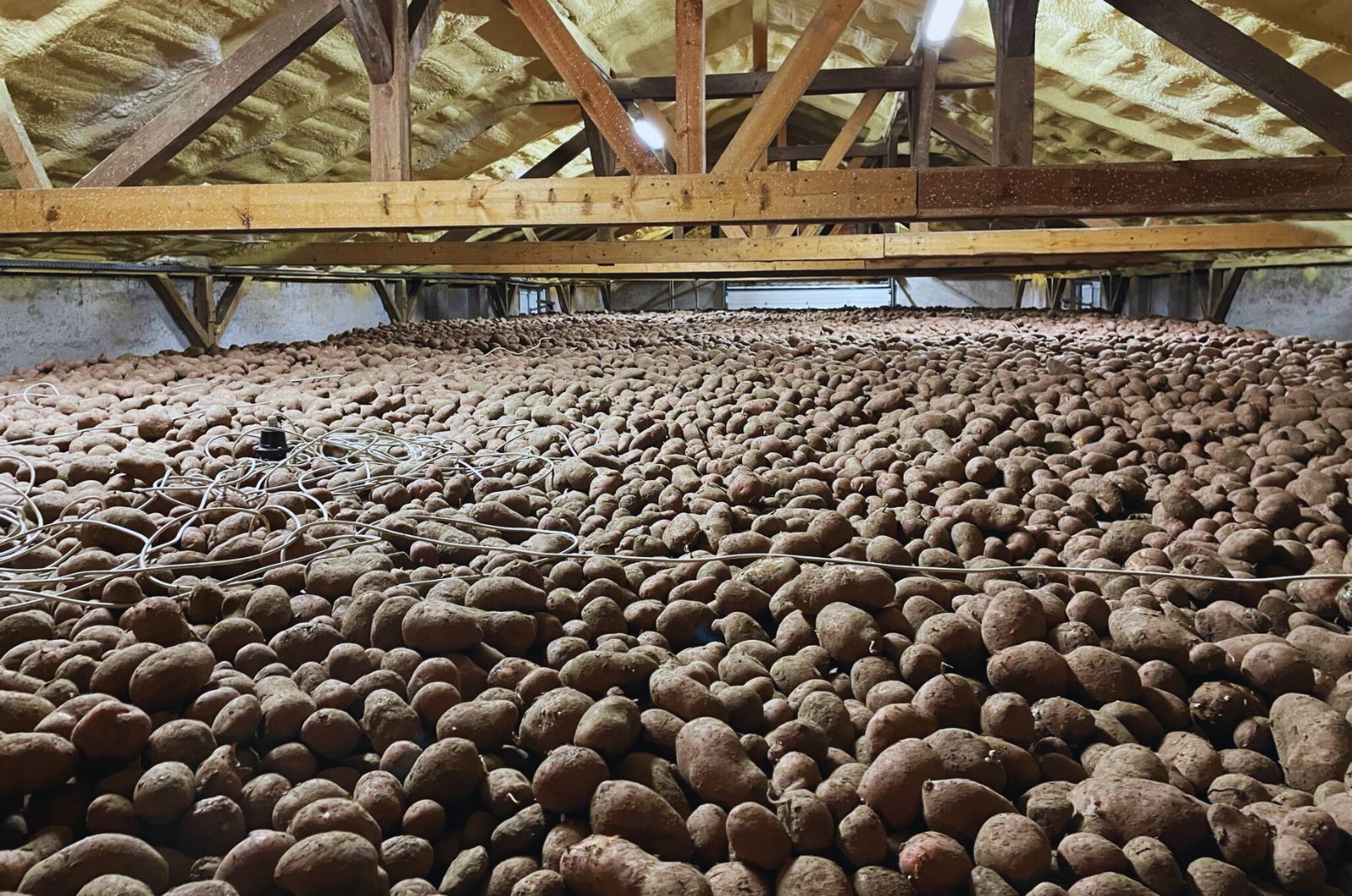 Przechowywanie ziemniaków - jak ograniczyć kiełkowanie bulw?