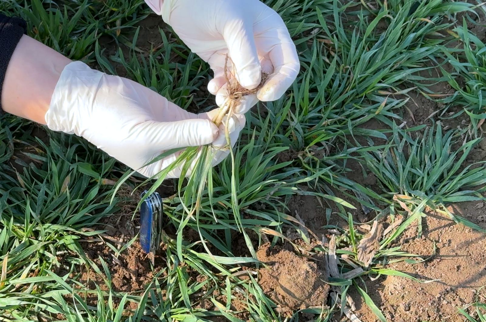 Oprysk na skracanie pszenicy - Regulacja wzrostu zbóż to jeden z najważniejszych wiosennych zabiegów - zdjęcie plantacji pszenicy