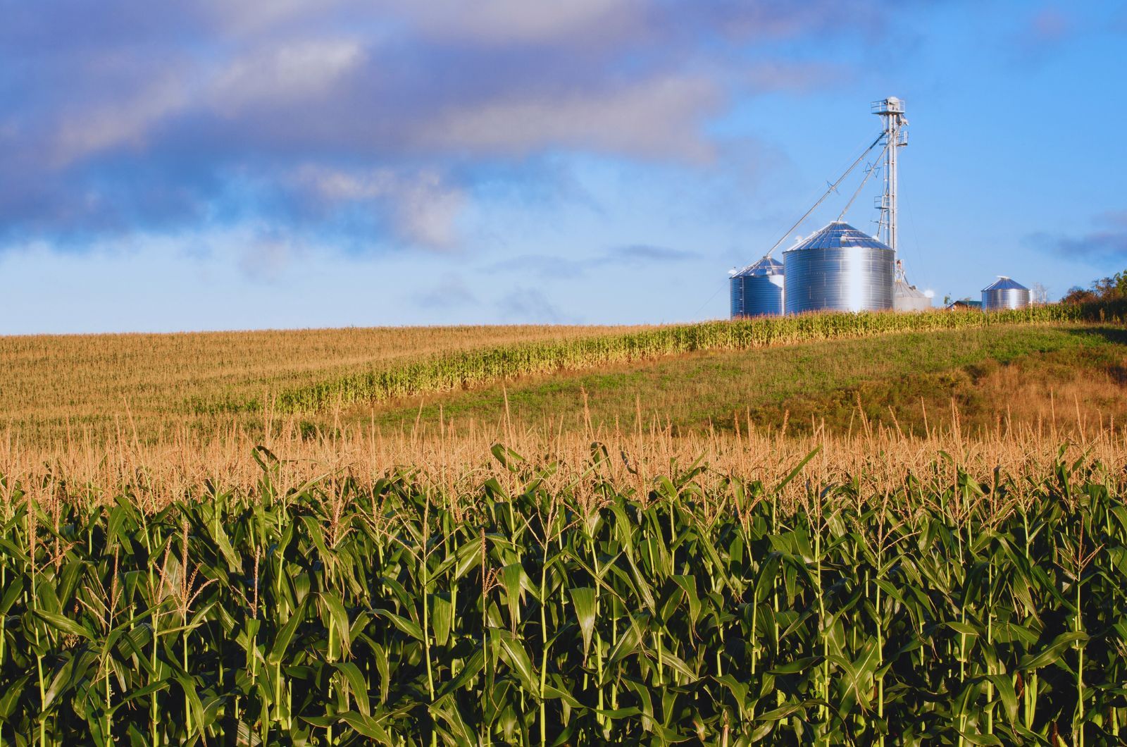Plantacja kukurydzy - rosnąca rola Ameryki Południowej