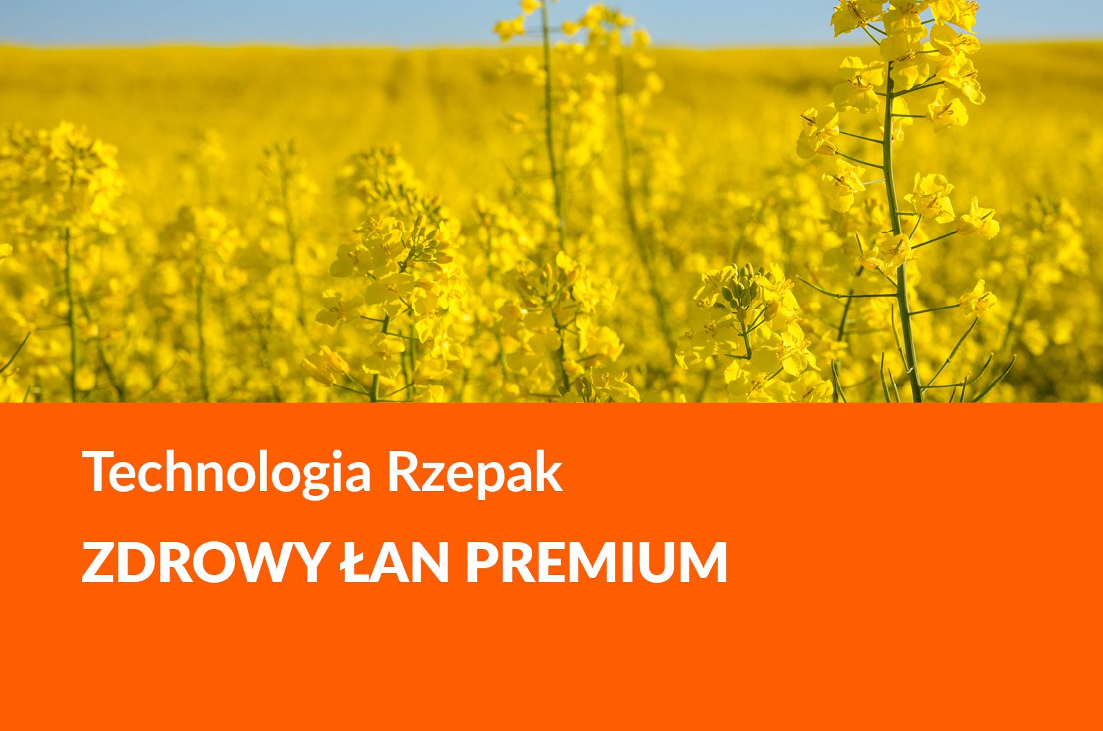 Rzepak Zdrowy Łan Premium