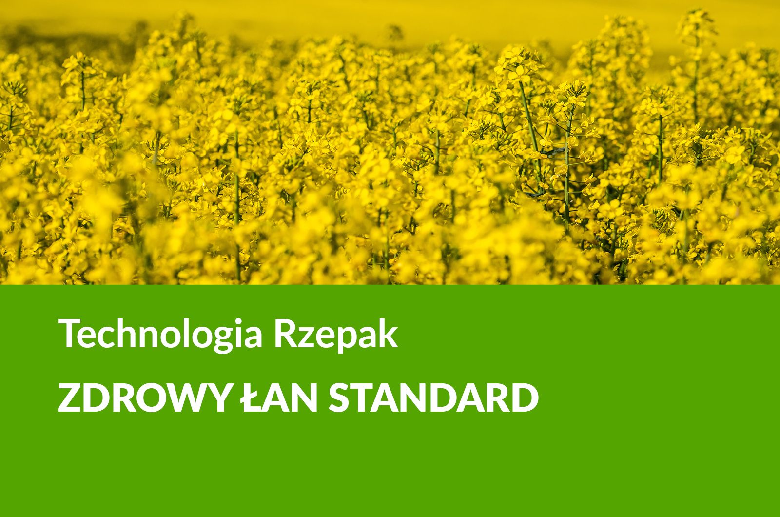 Rzepak Zdrowy Łan Standard