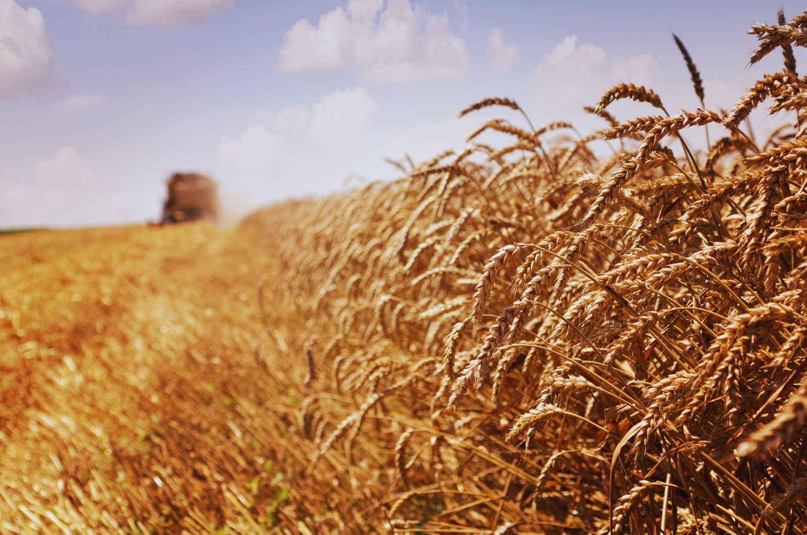 Skup pszenicy - co wpływa na cenę zbóż?