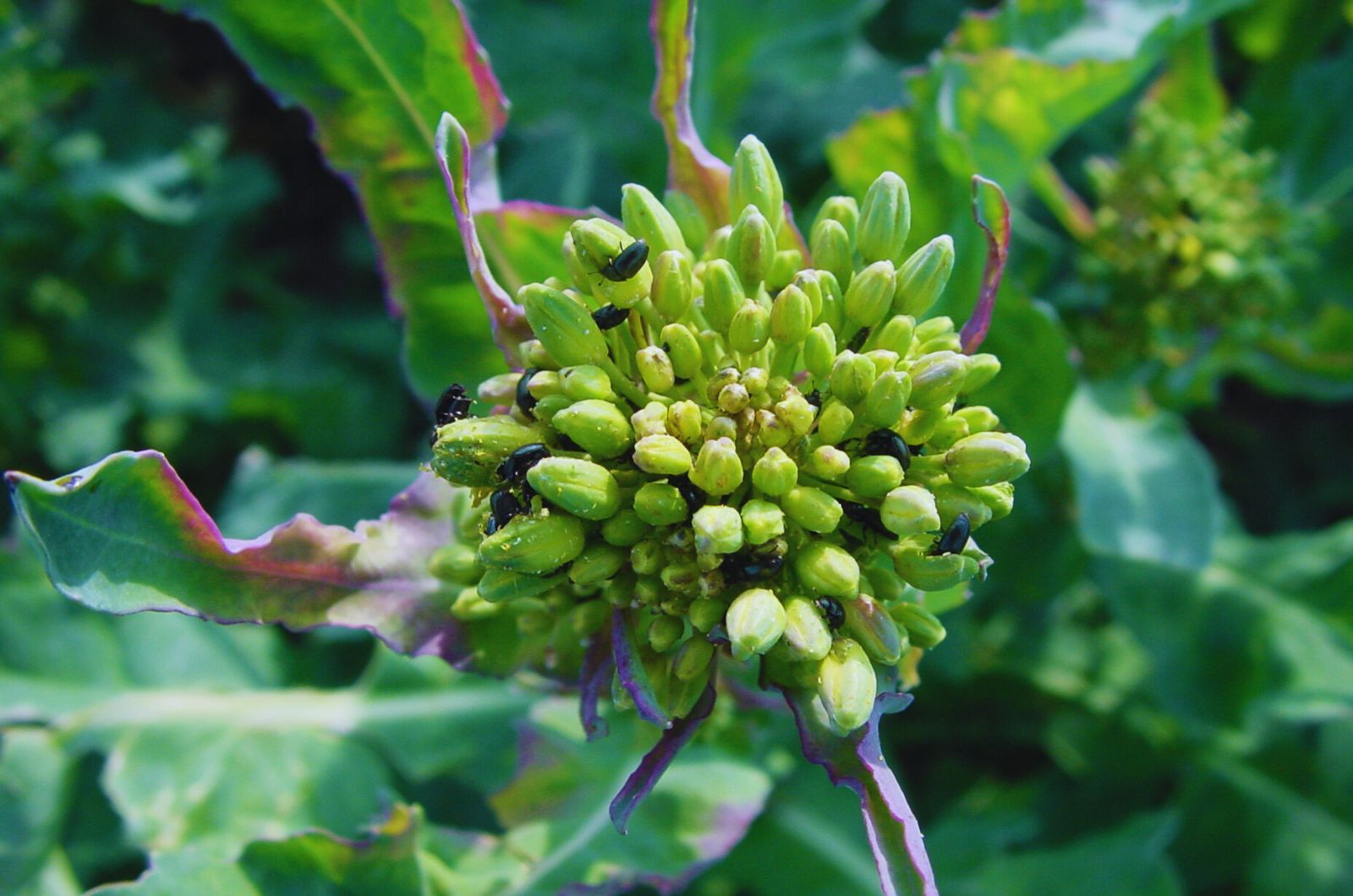 Słodyszek rzepakowy