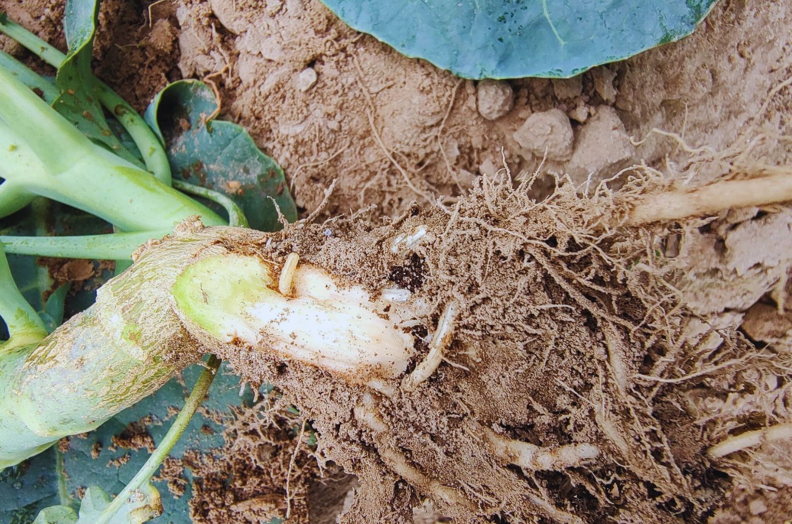 Śmietka kapuściana w brokule – jak monitorować szkodniki i chronić plantację?