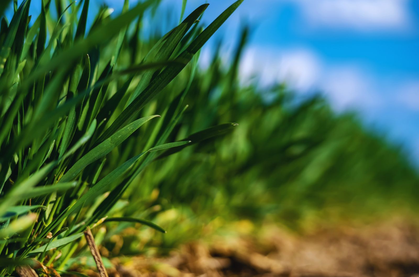 Smugowata mozaika zbóż - nowa choroba zbóż