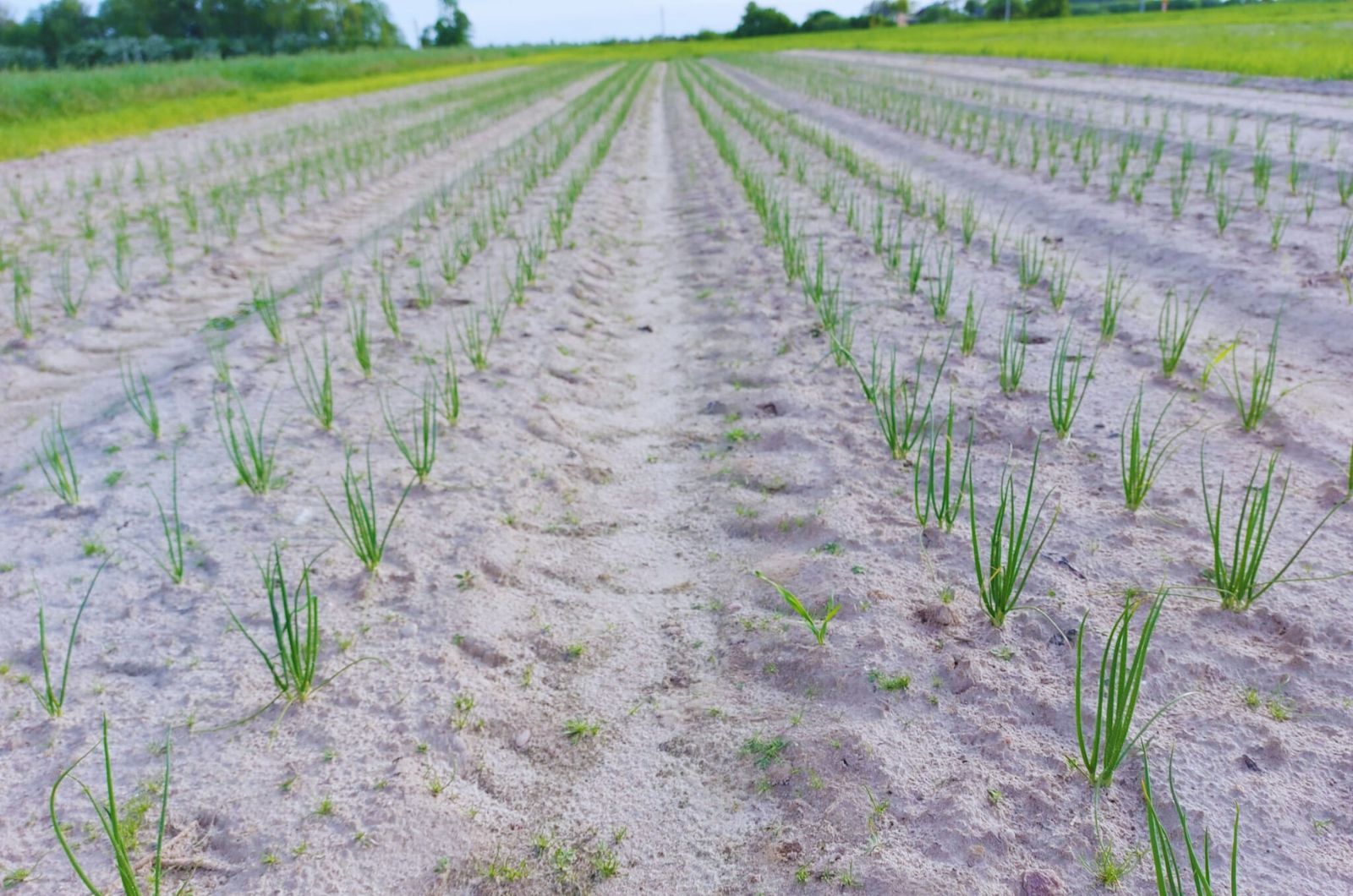 Stymulacja wzrostu cebuli