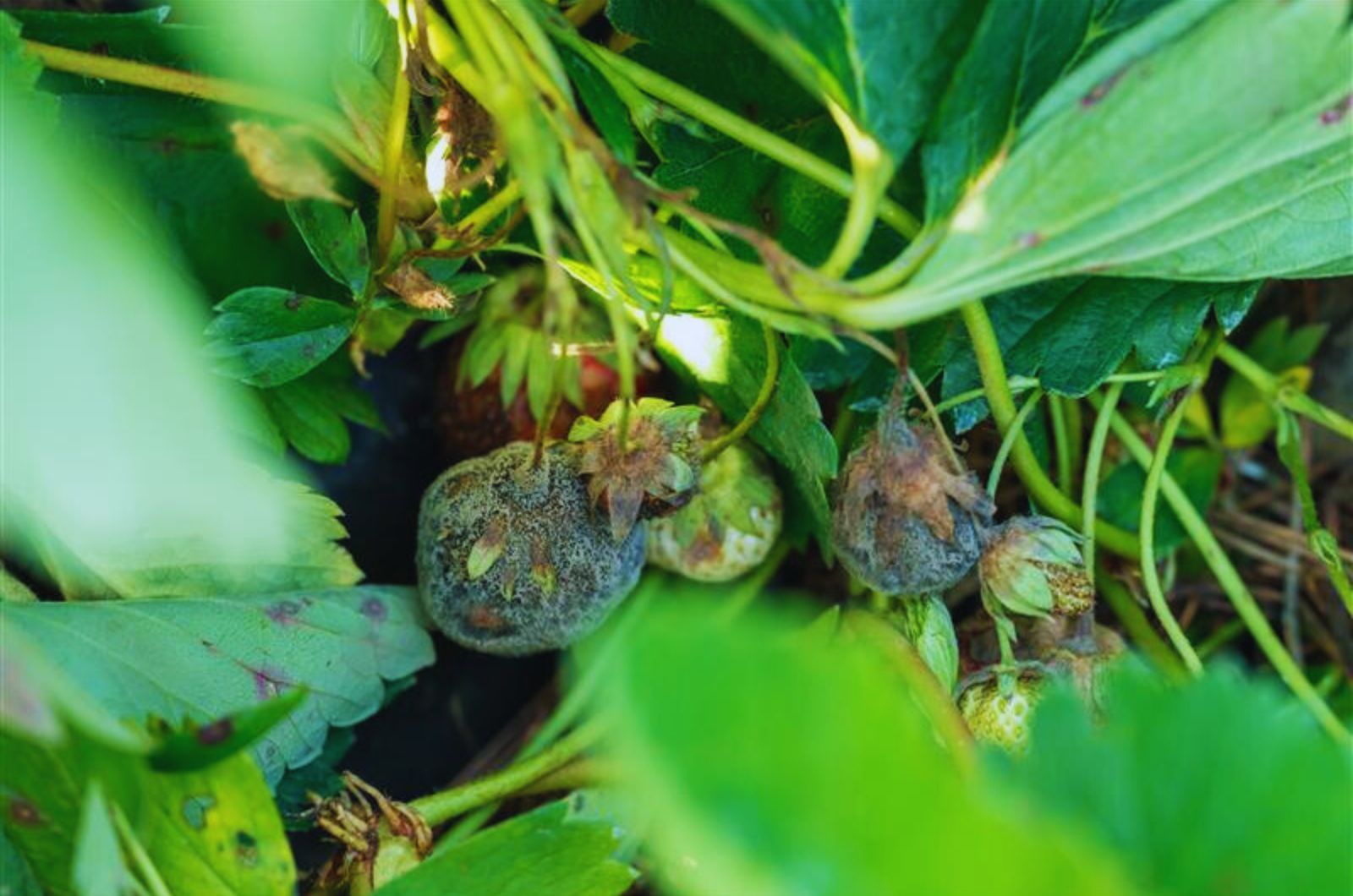 Szara pleśń to choroba dobrze znana producentom truskawek