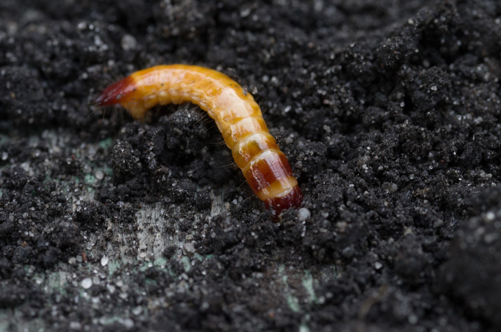 Zdjęcie szkodnika glebowego - drutowiec