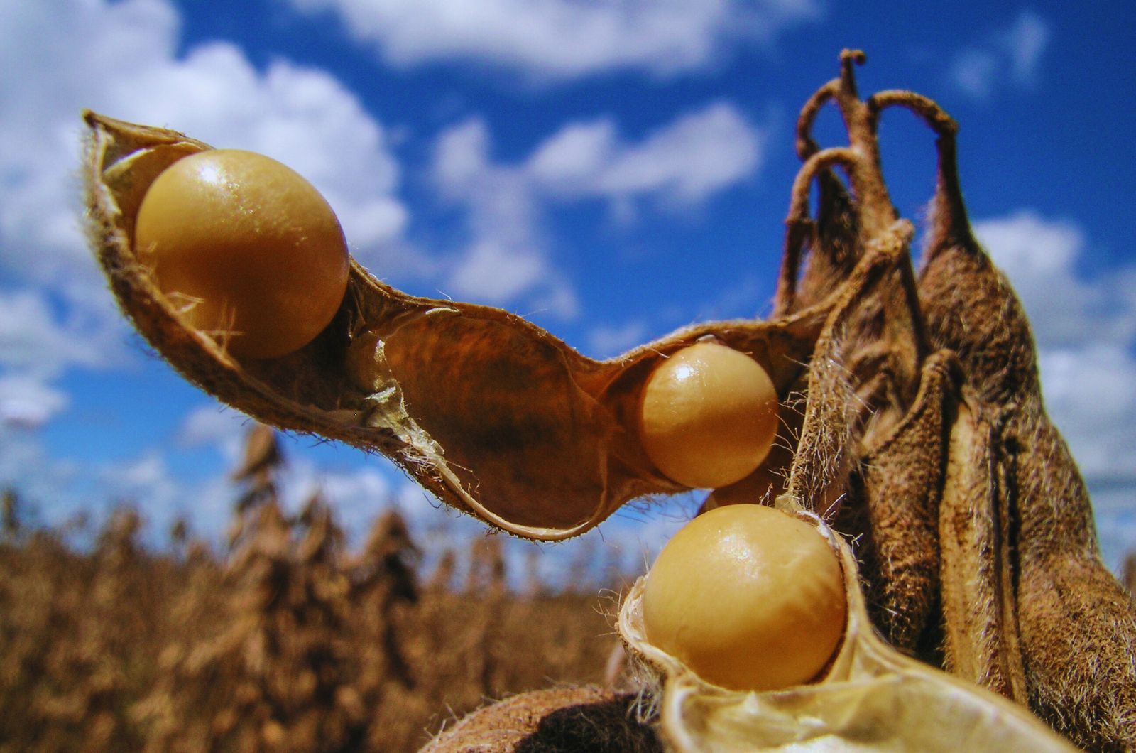 Uprawa roślin bobowatych