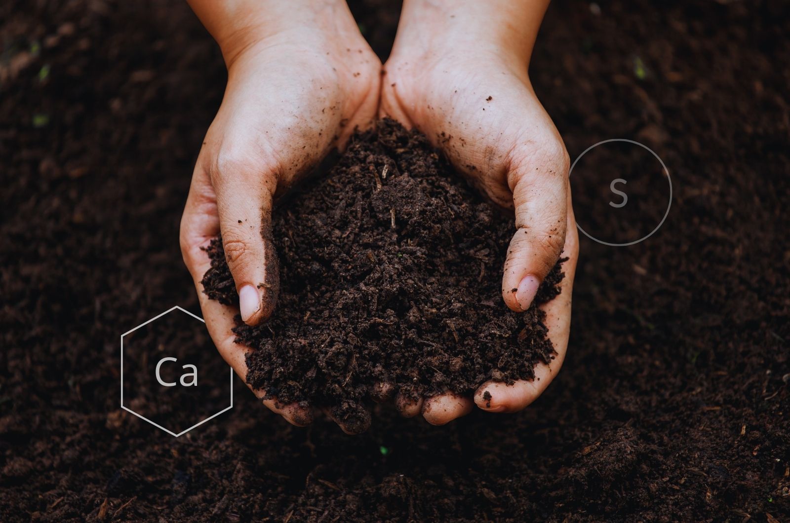 Wapń i siarka - niedoceniane makroelementy dla roślin