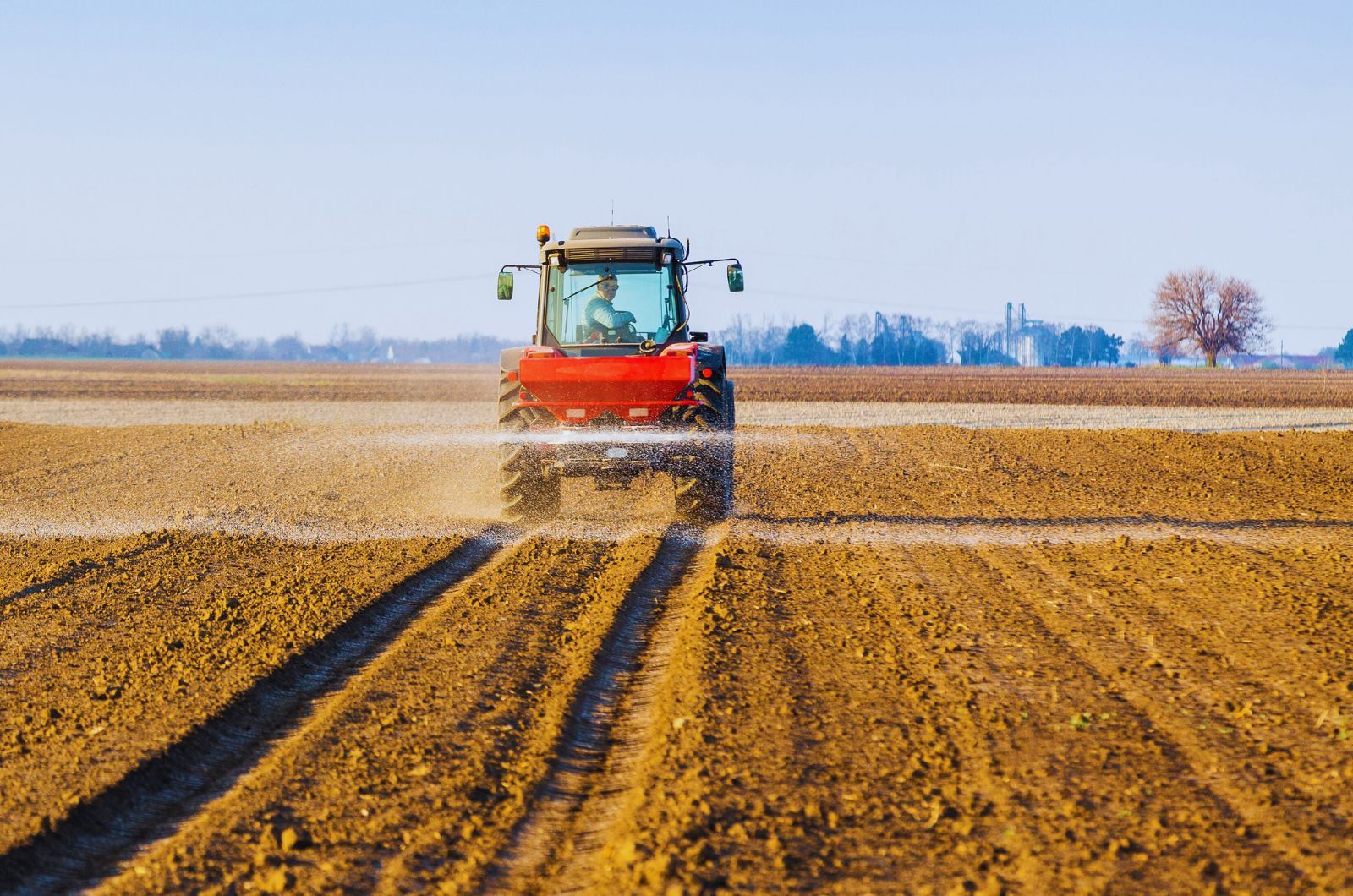 Wapno pod rzepak: czym i kiedy wykonać wapnowanie rzepaku?