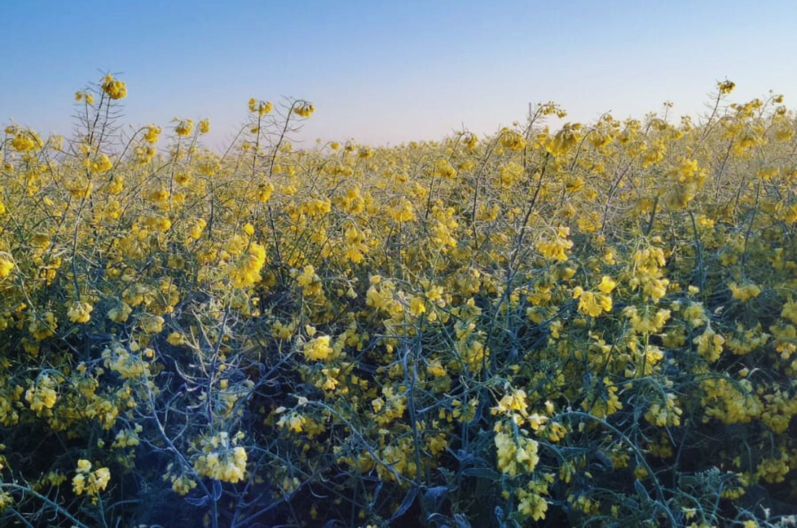 Przymrozek na plantacji rzepaku - szkody do wiosennego ubezpieczenia