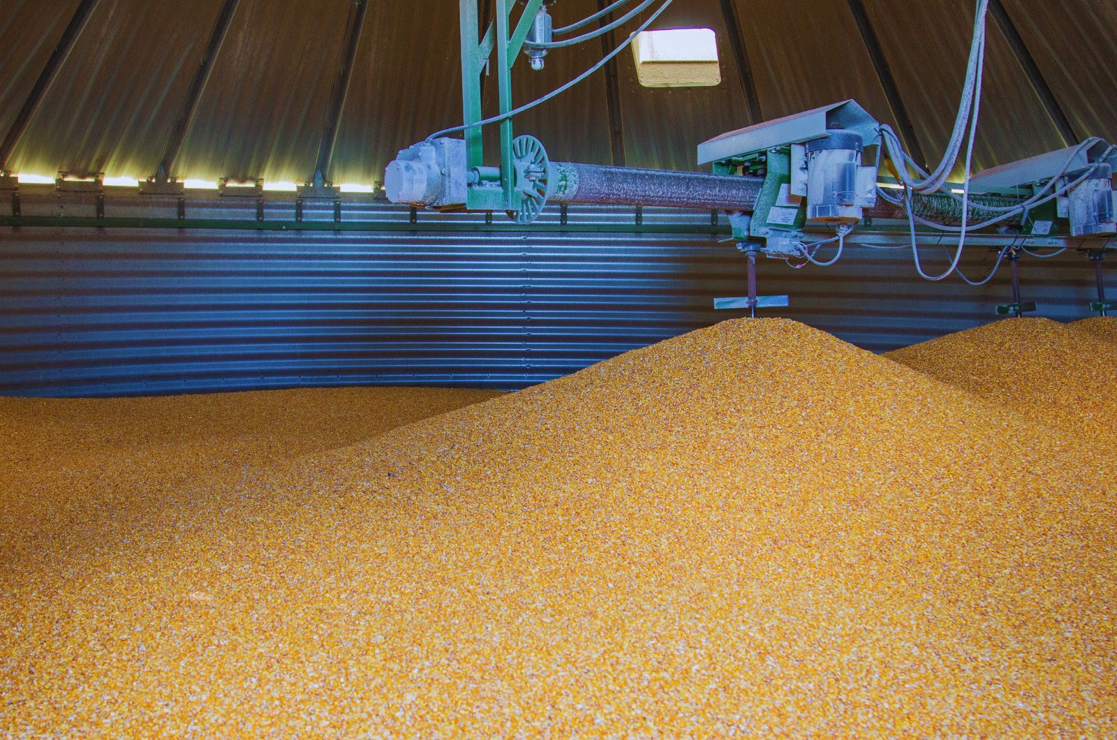 Rynek zbożowy w listopadzie 2025 – stabilizacja pszenicy i wyzwania w segmencie kukurydzy