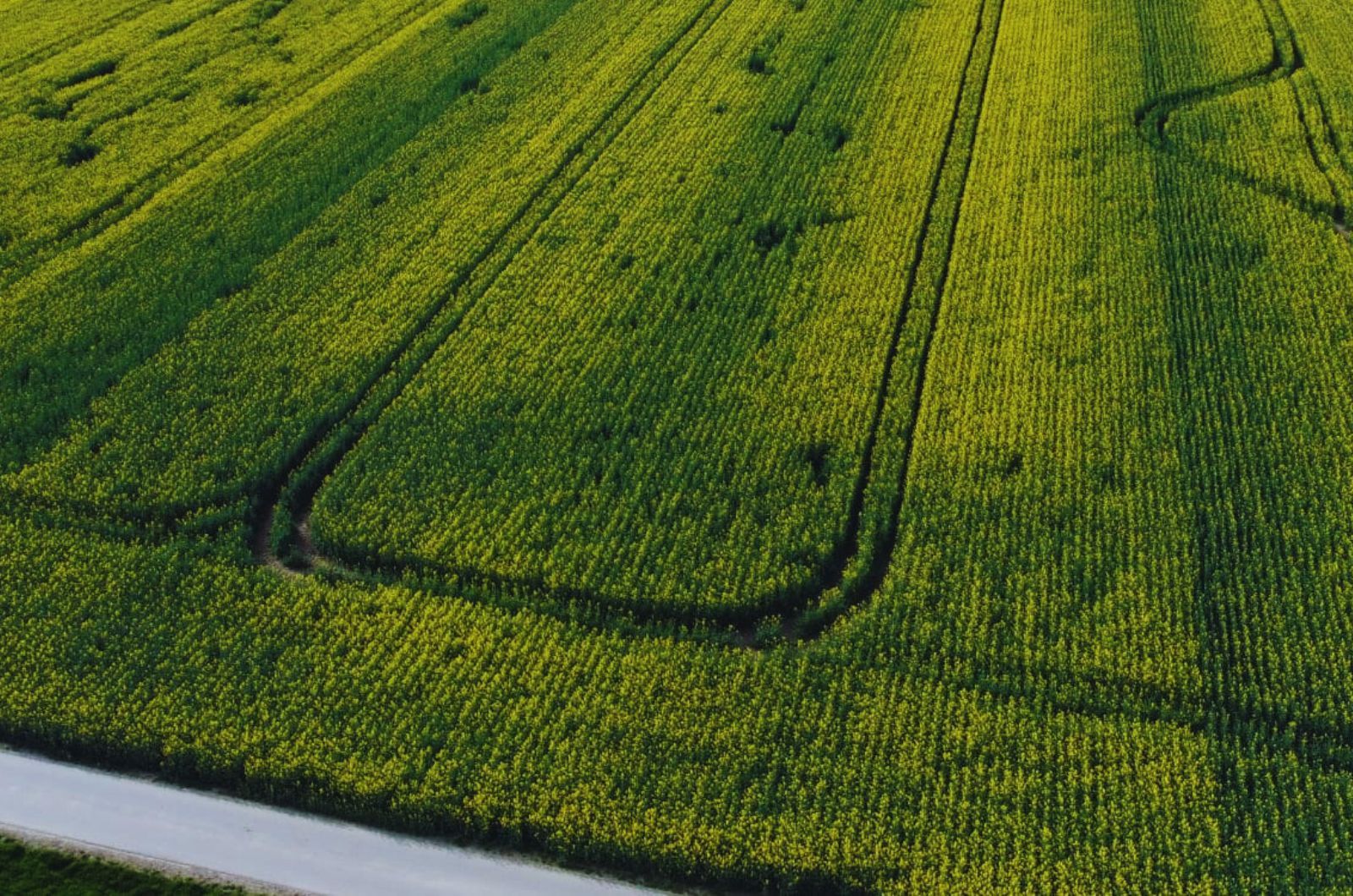 Zabiegi w rzepaku - kiedy i jak je przeprowadzić