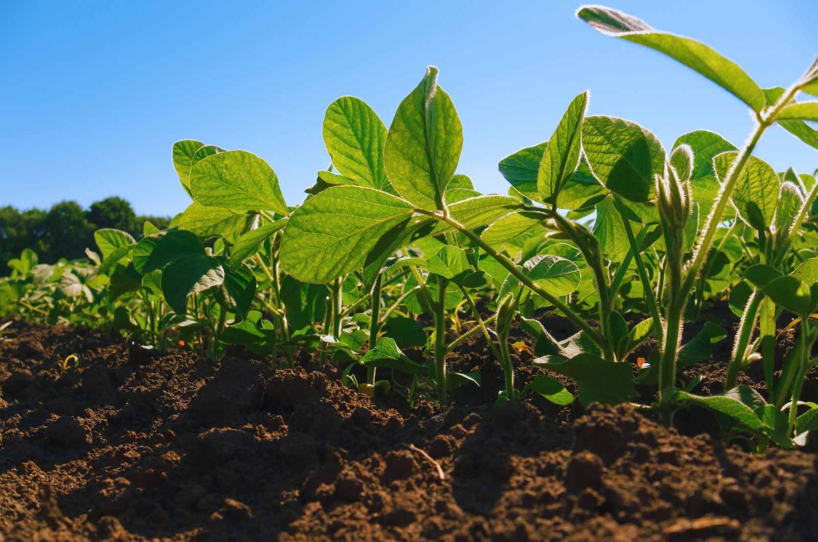 Rośliny jare wysiewane wiosną - soja