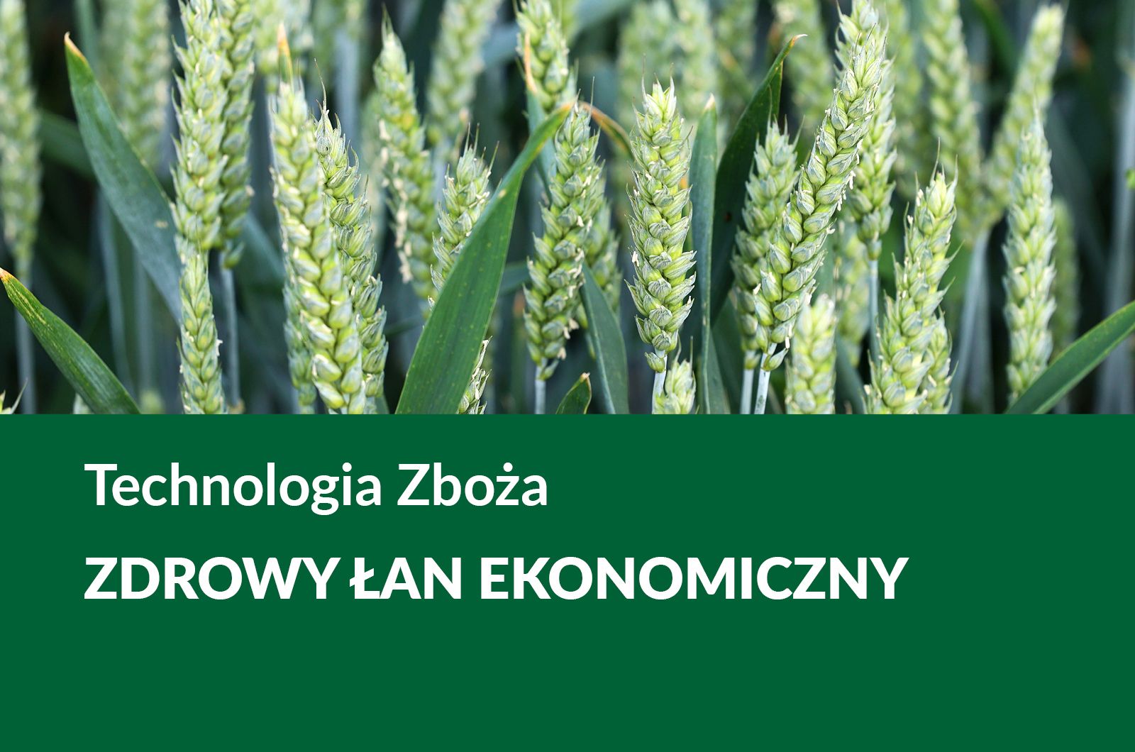Zboża Zdrowy Łan Ekonomiczny